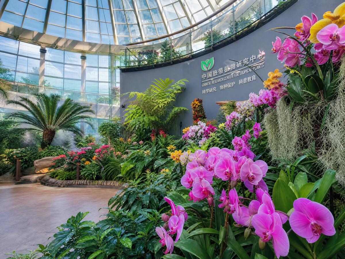 芒果视频【植物视频演示】兰花养护全程视频教程，新手必看植物视频